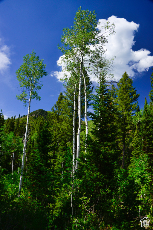 View of tree filled area