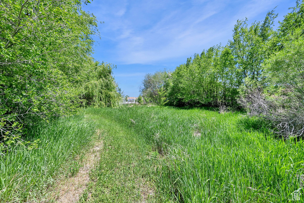 View of local wilderness