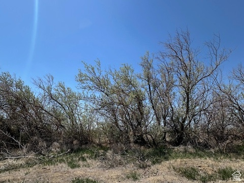 View of nature