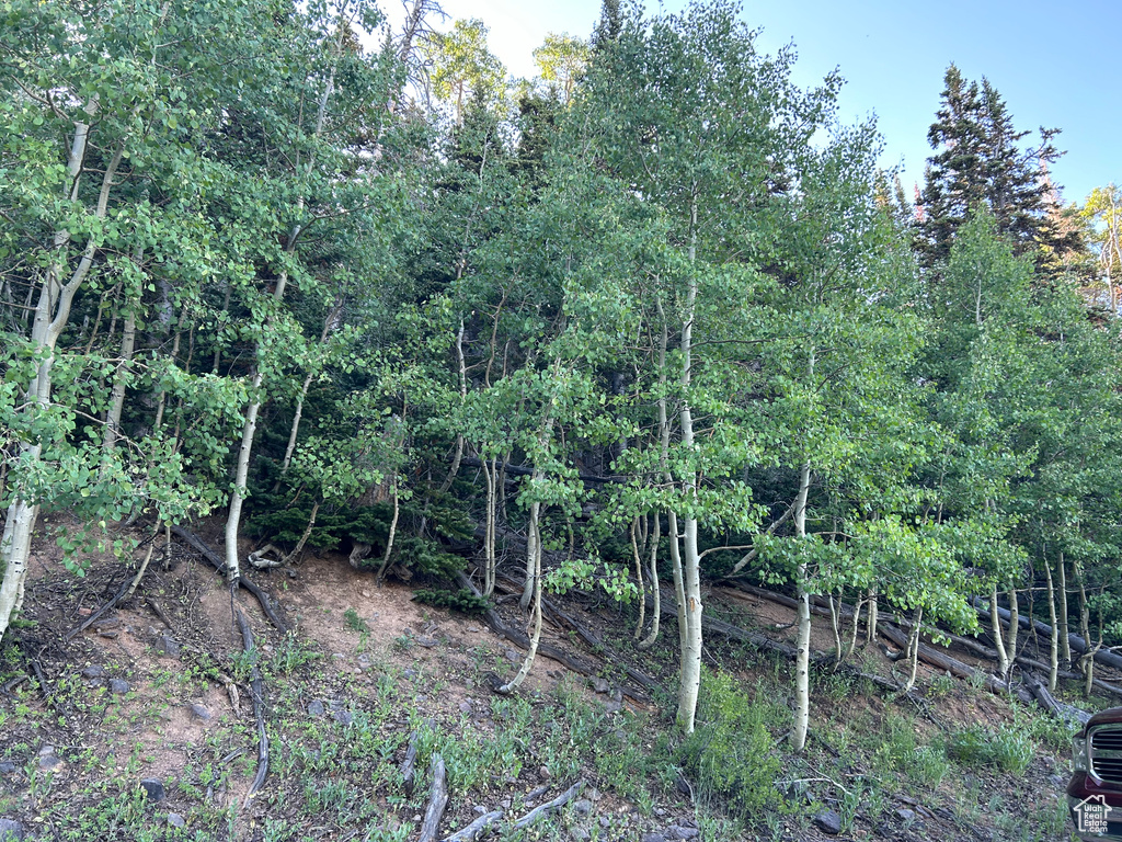 View of local wilderness