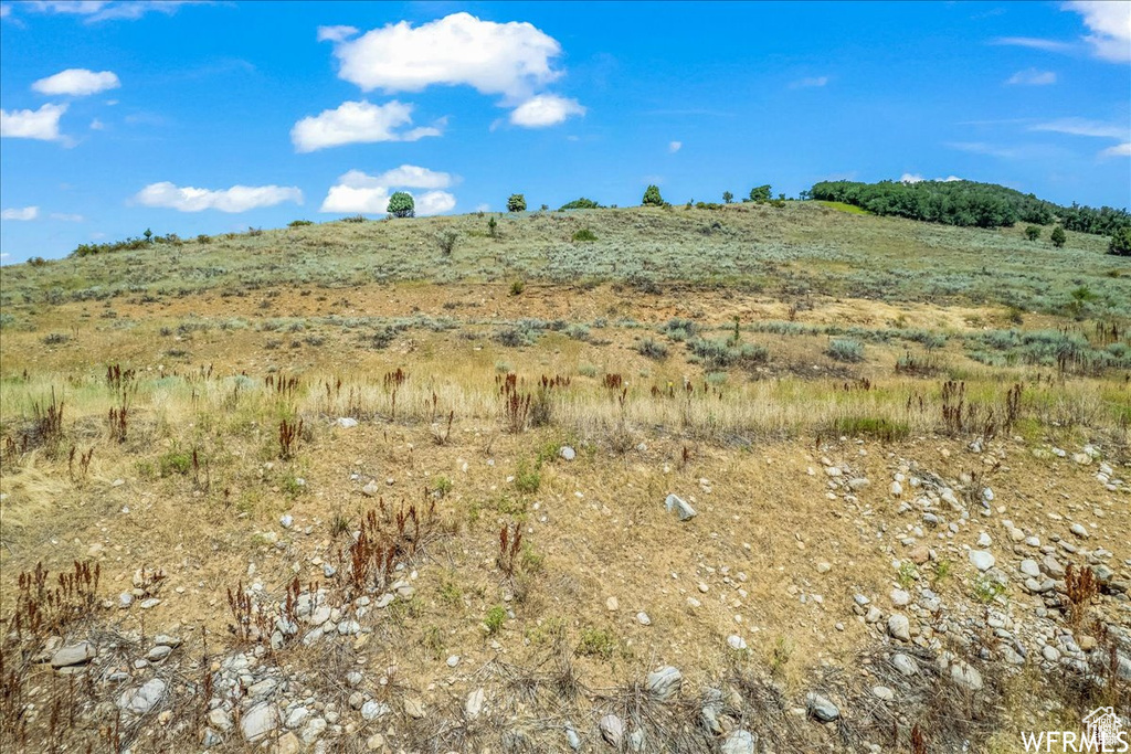 View of local wilderness