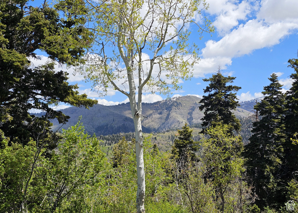 View of mountain background with a heavily wooded area
