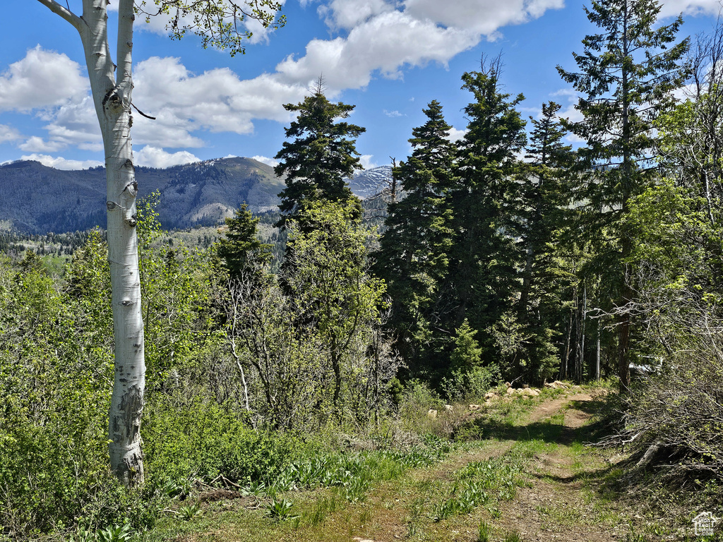 View of mountain background with a forest