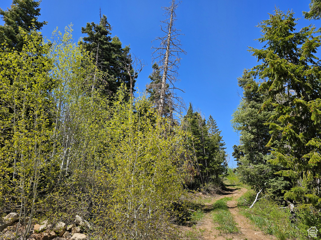 View of local wilderness