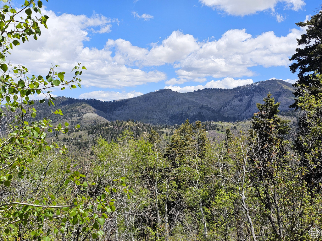 View of mountain backdrop with a heavily wooded area
