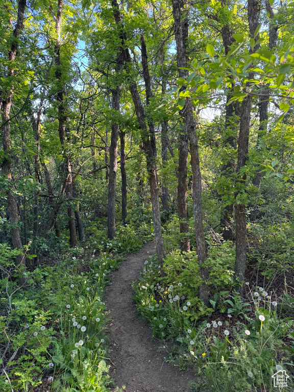 View of local wilderness