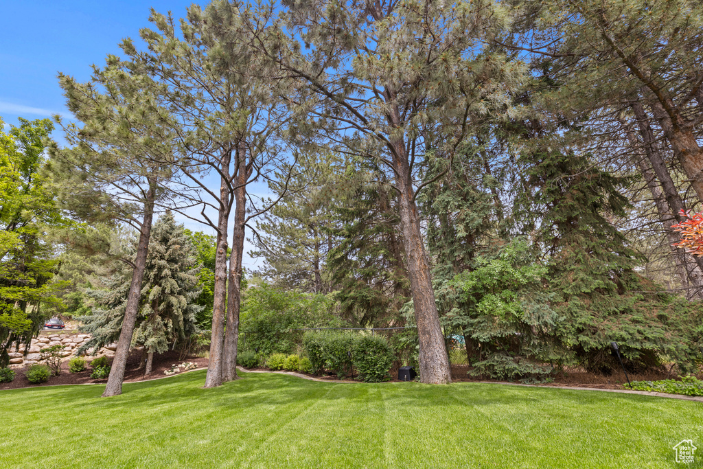 View of green lawn