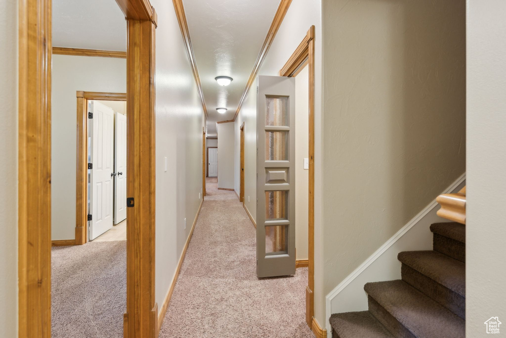 Corridor with carpet floors, stairs, and ornamental molding