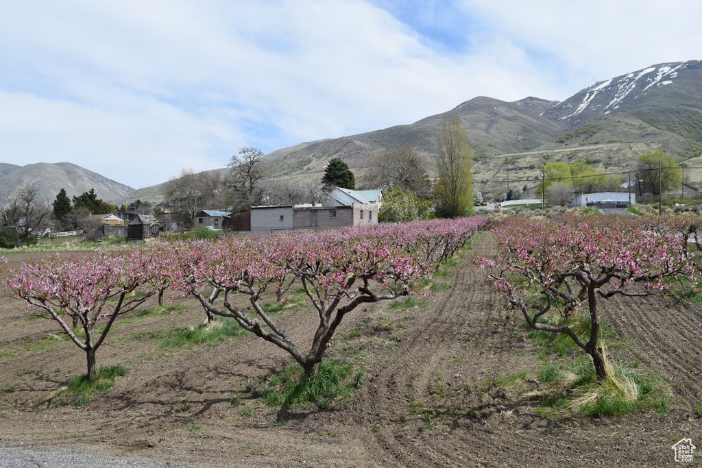 View of mountain backdrop with rural landscape and rows of crops