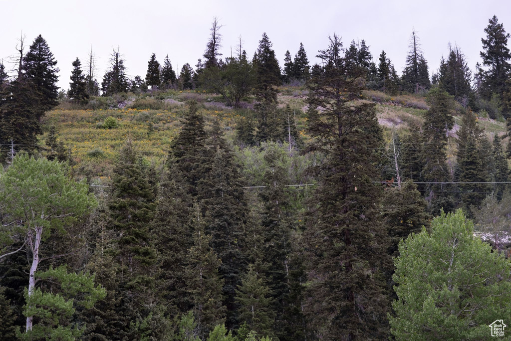 View of wooded area
