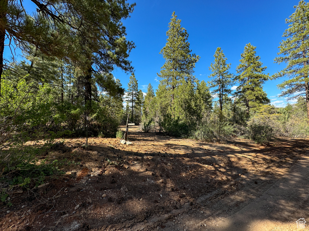 View of woods