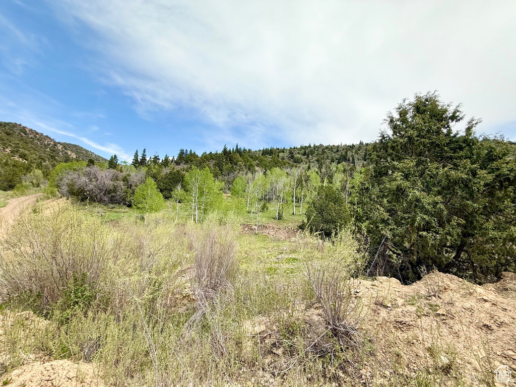View of tree filled area