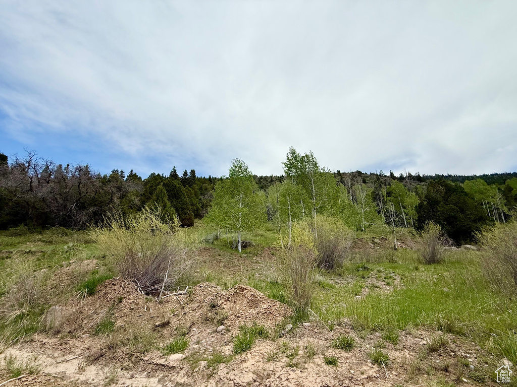 View of woods