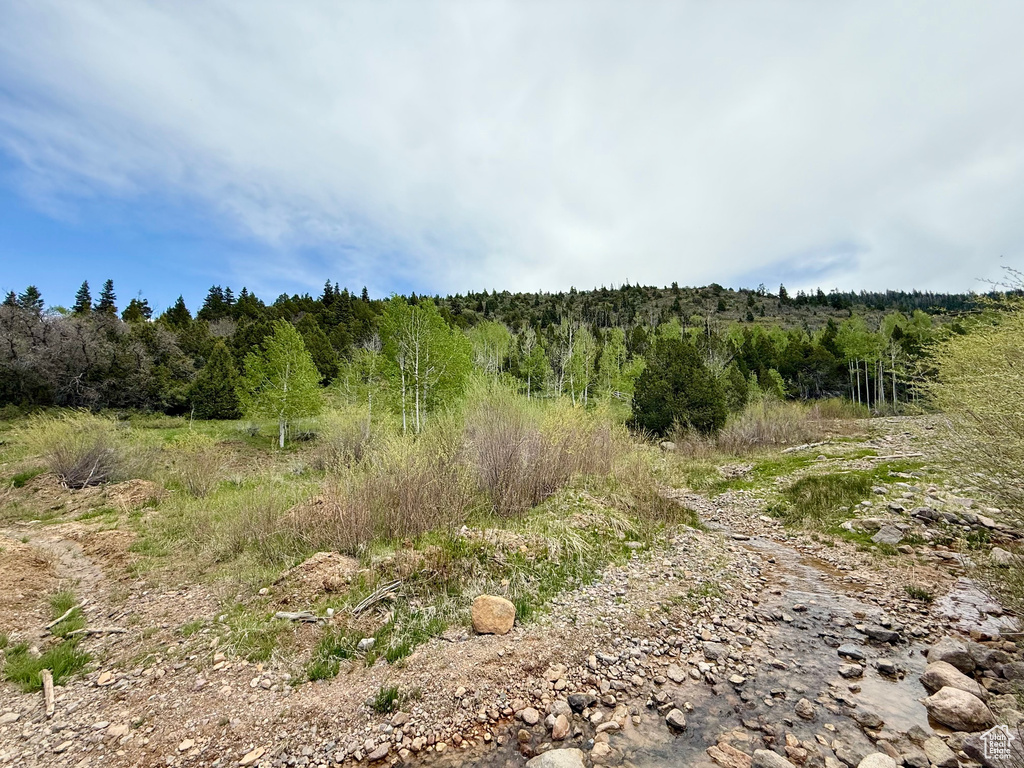 View of local wilderness