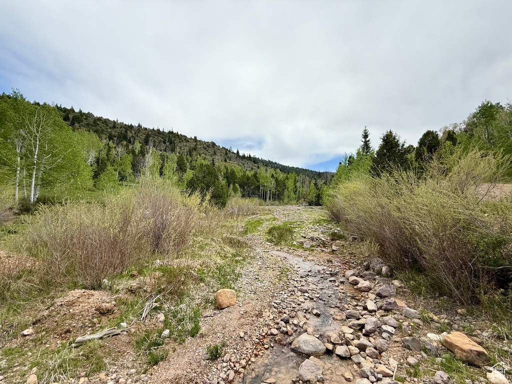 View of wooded area