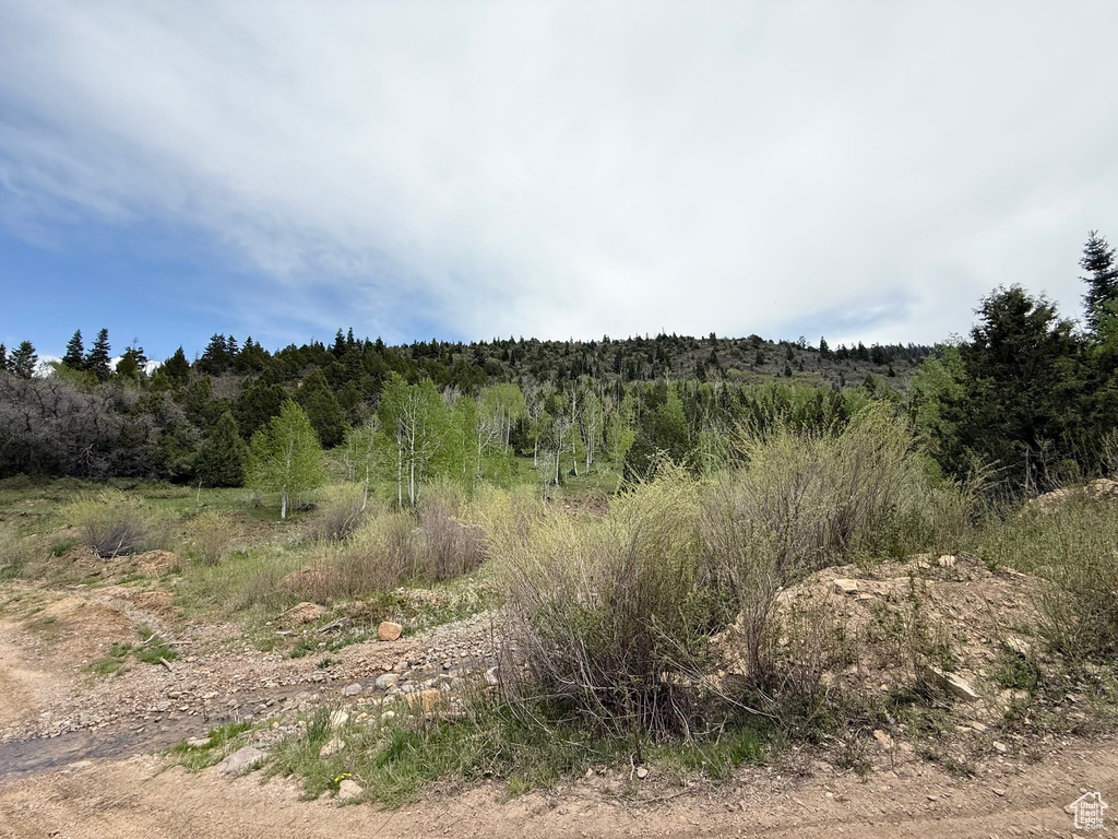 View of tree filled area