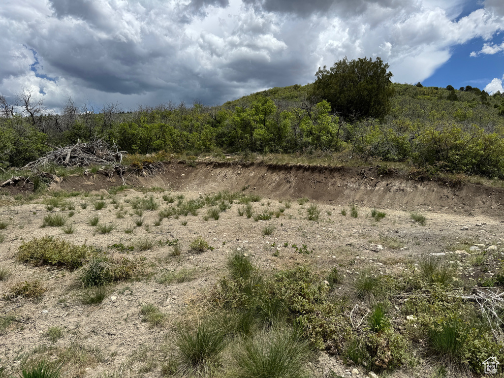 View of local wilderness