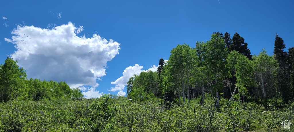 View of tree filled area