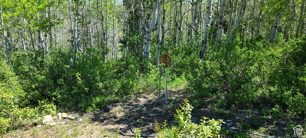 View of tree filled area