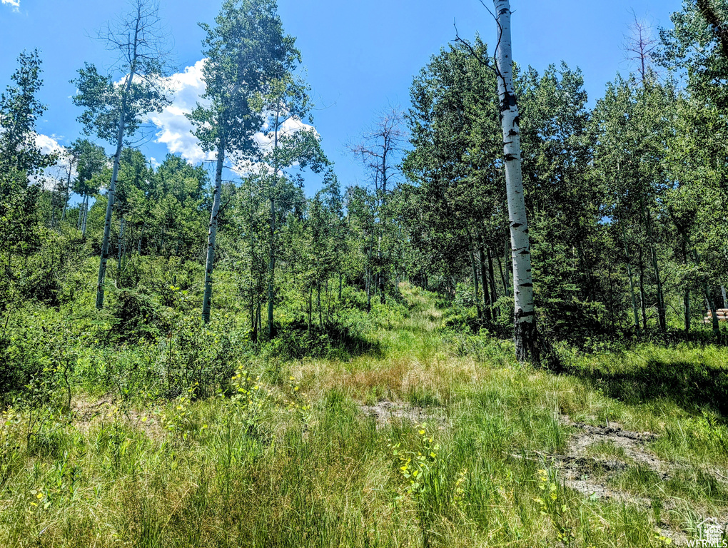 View of tree filled area