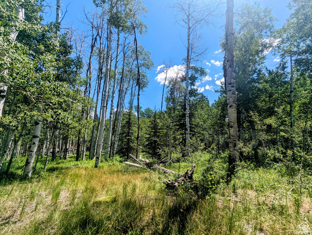 View of tree filled area