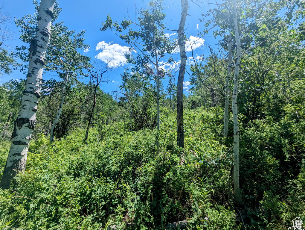 View of tree filled area
