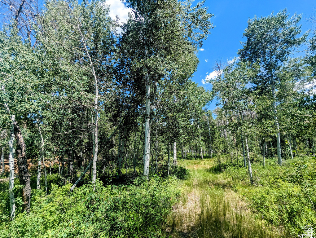 View of wooded area