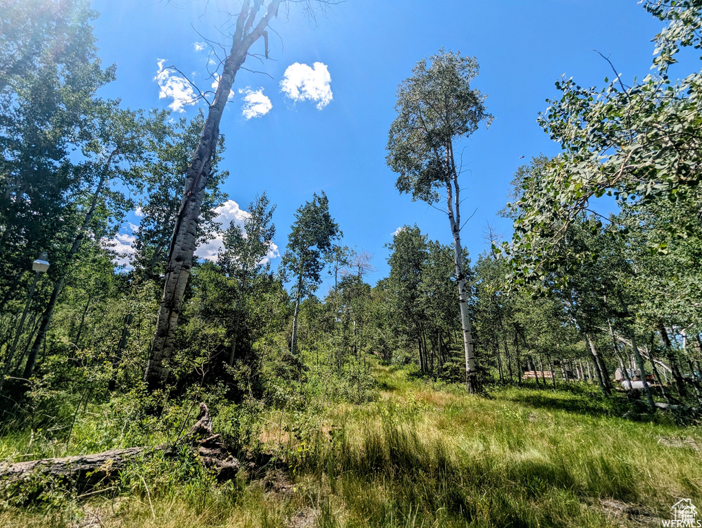 View of local wilderness