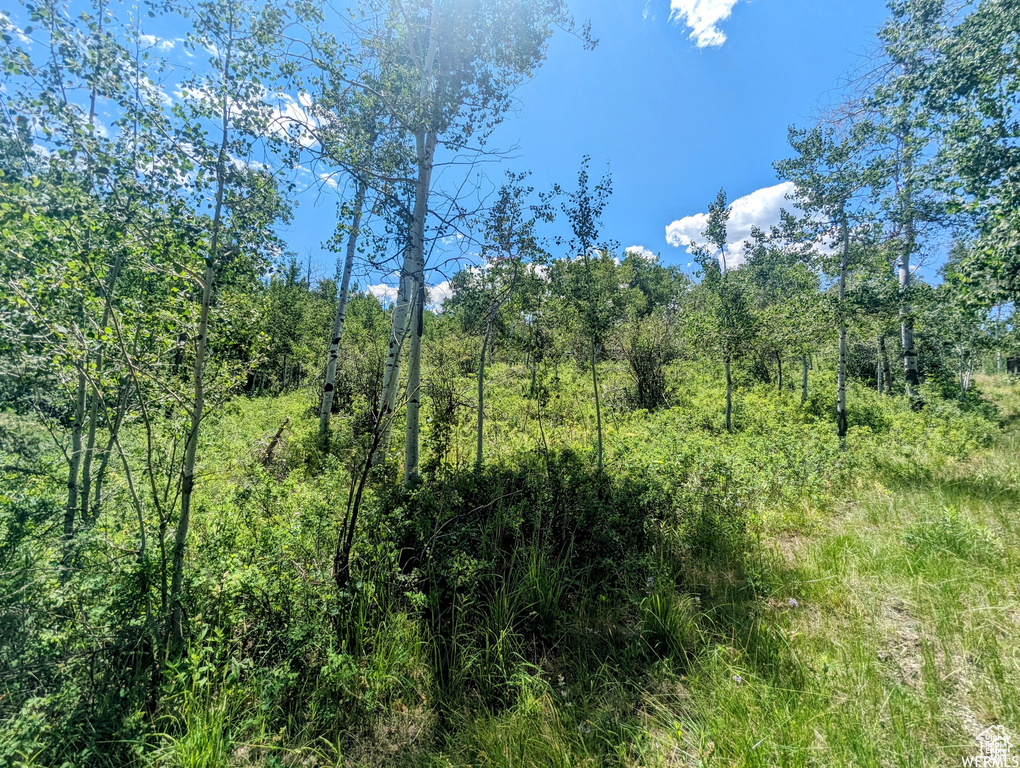 View of woods