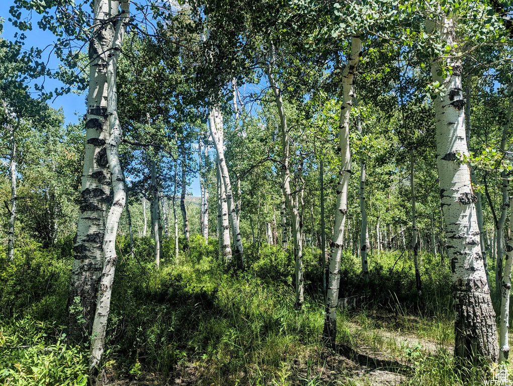 View of nature
