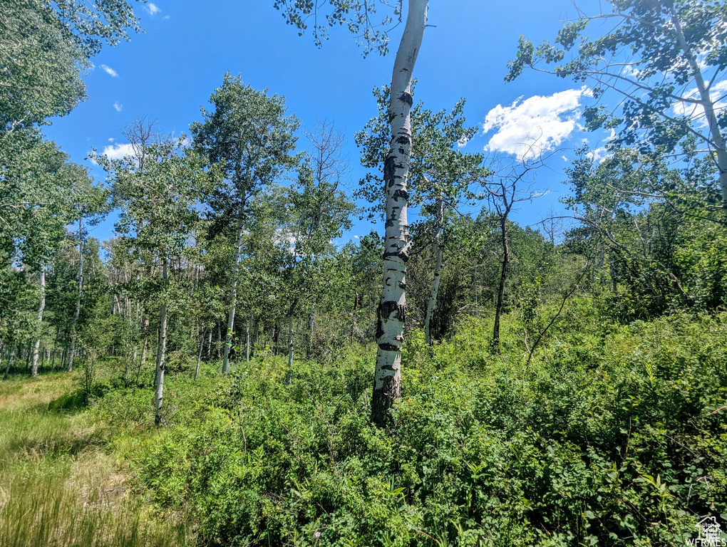 View of wooded area