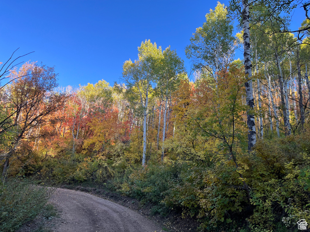 View of dirt / gravel road with a view of trees