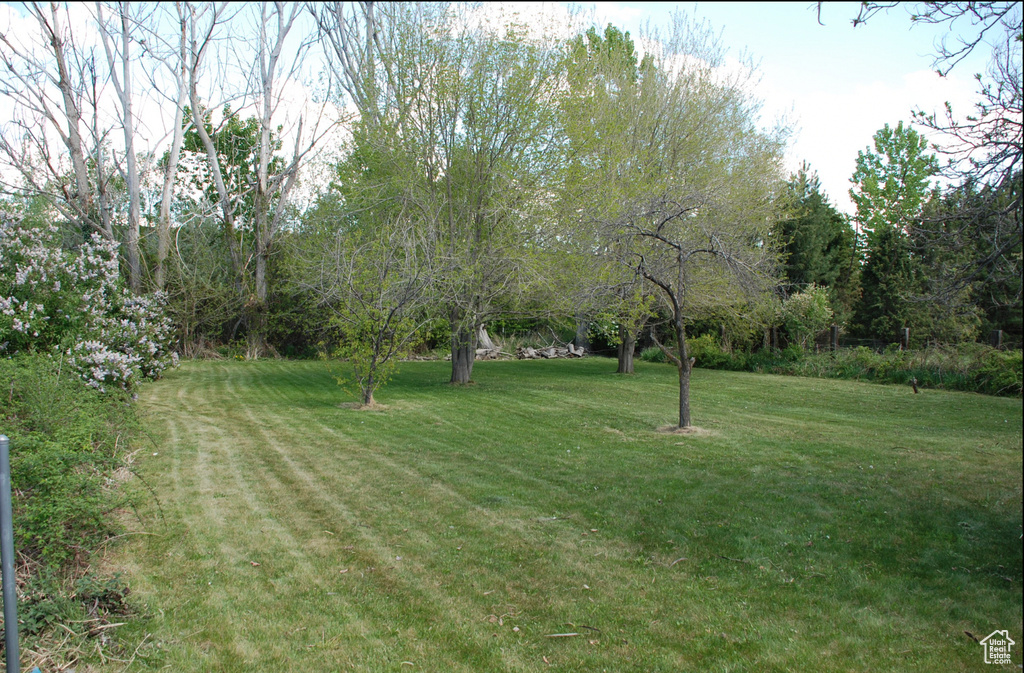View of grassy yard
