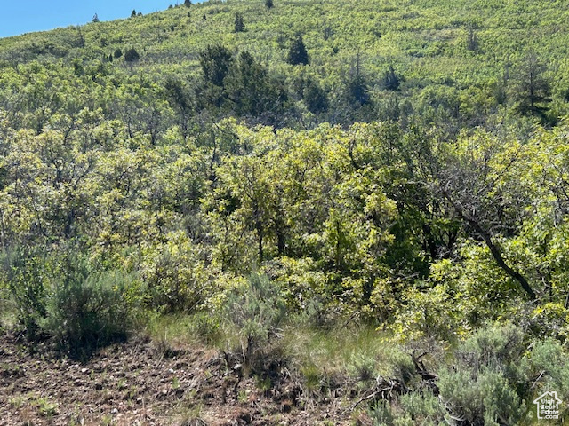 Mountain view with a forest