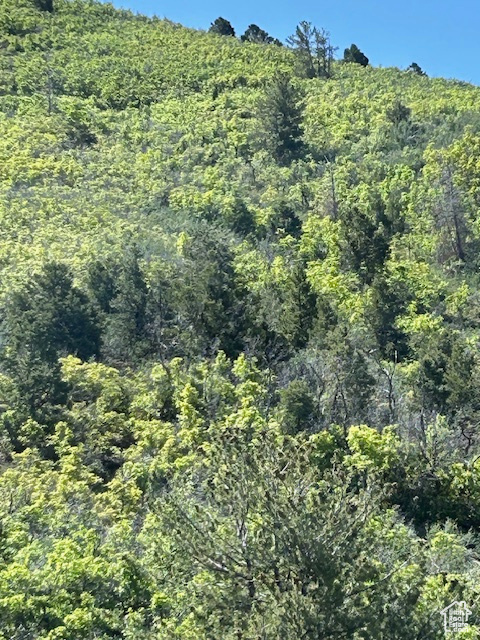 View of wooded area