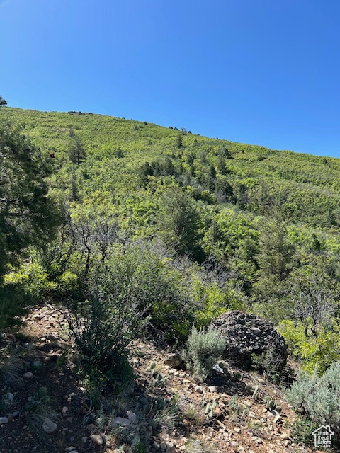 View of woods