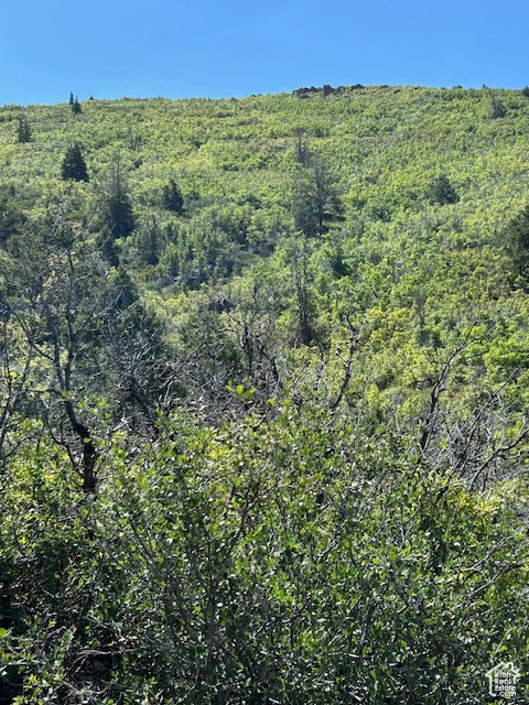 View of tree filled area