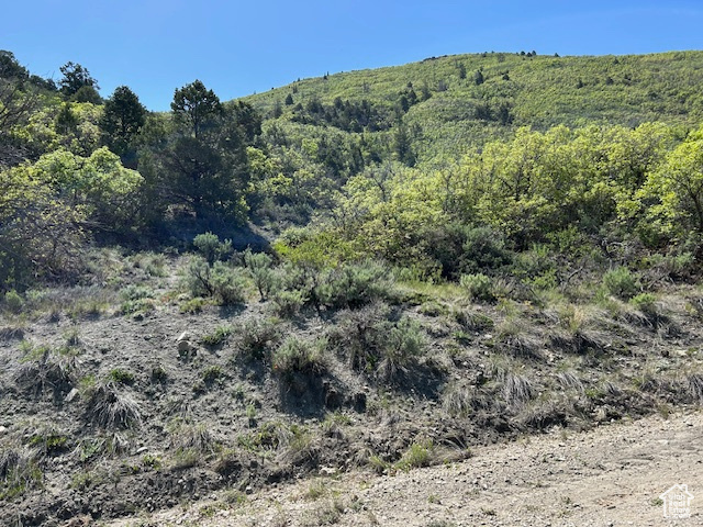 View of local wilderness