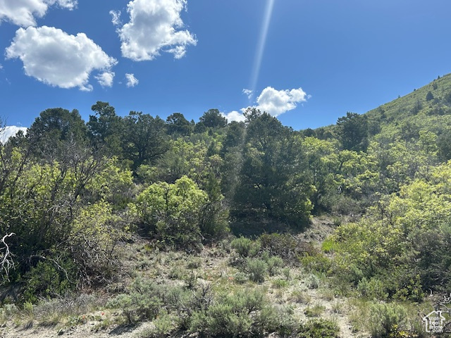 View of mountain background with a forest