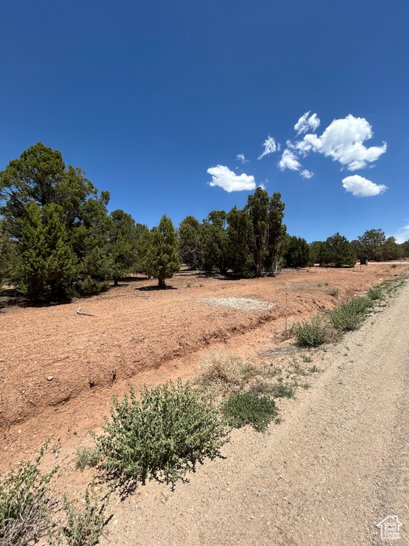 View of local wilderness