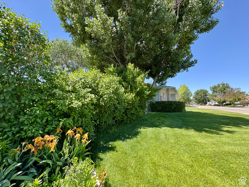 View of green lawn