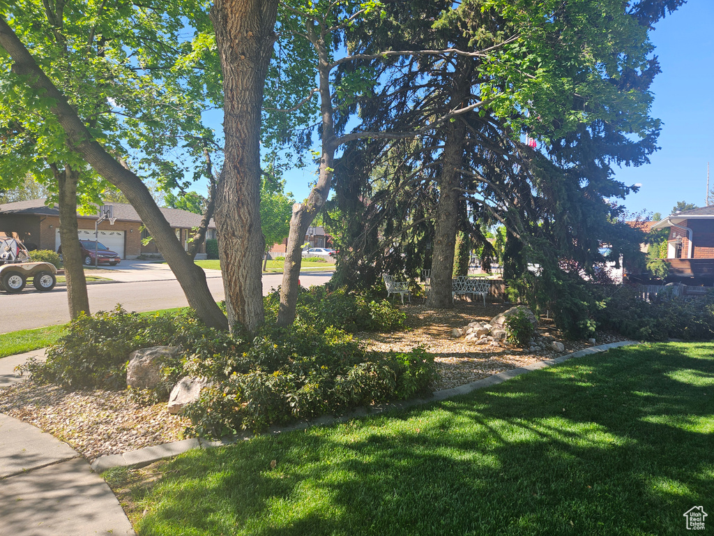 View of grassy yard