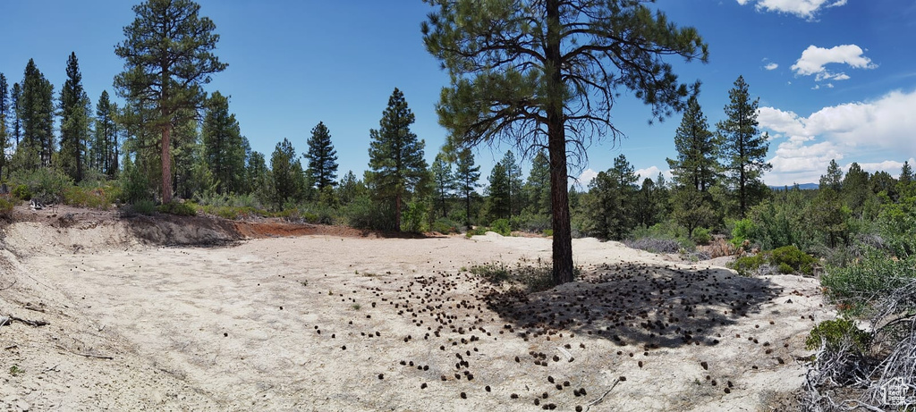 View of local wilderness