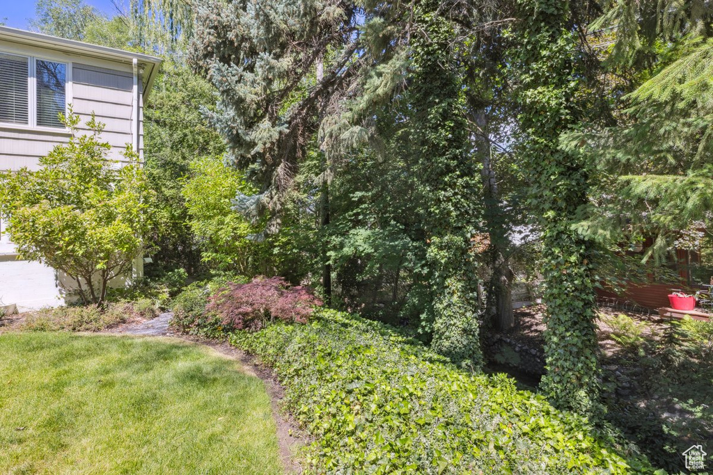 View of grassy yard