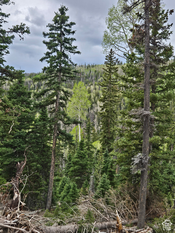View of woods