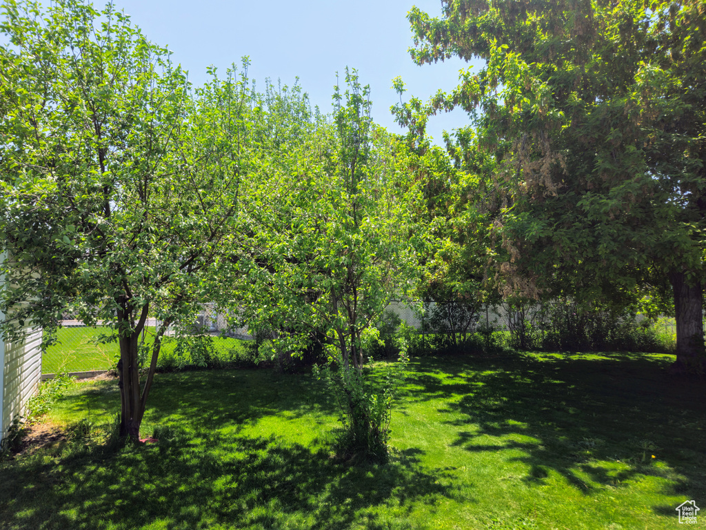 View of grassy yard