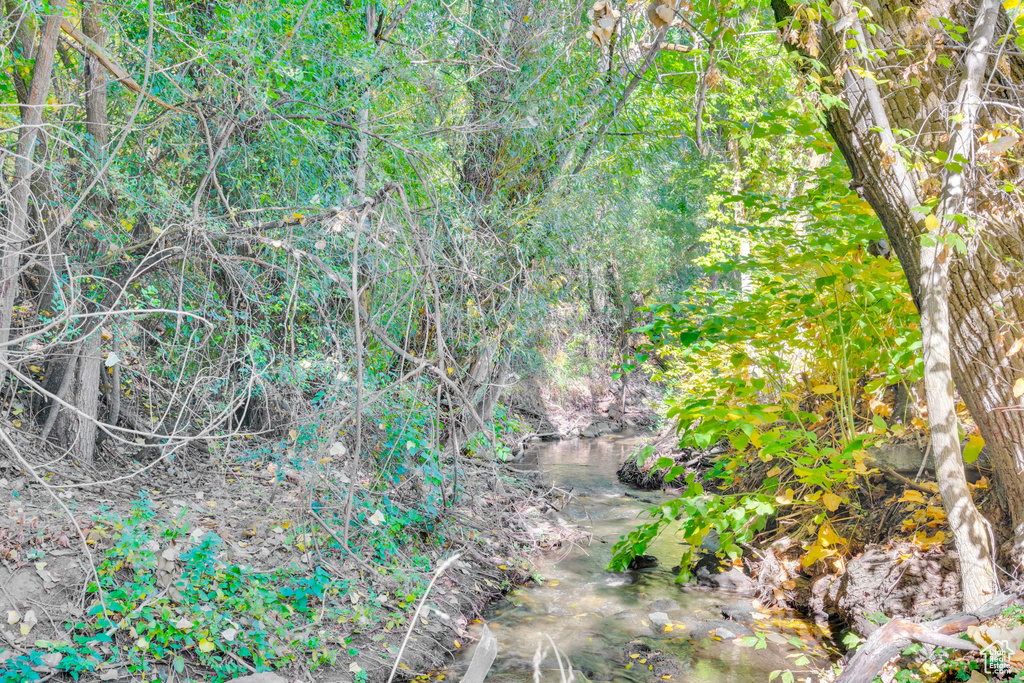 View of local wilderness