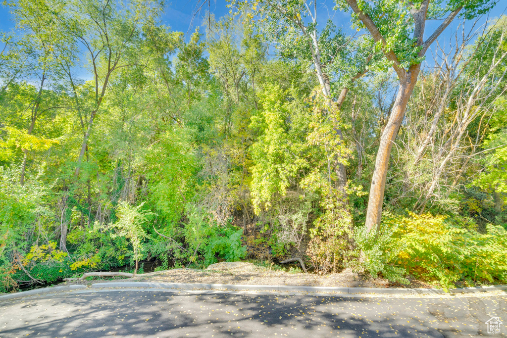 View of tree filled area
