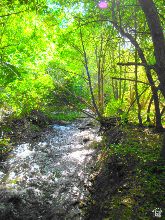 View of local wilderness