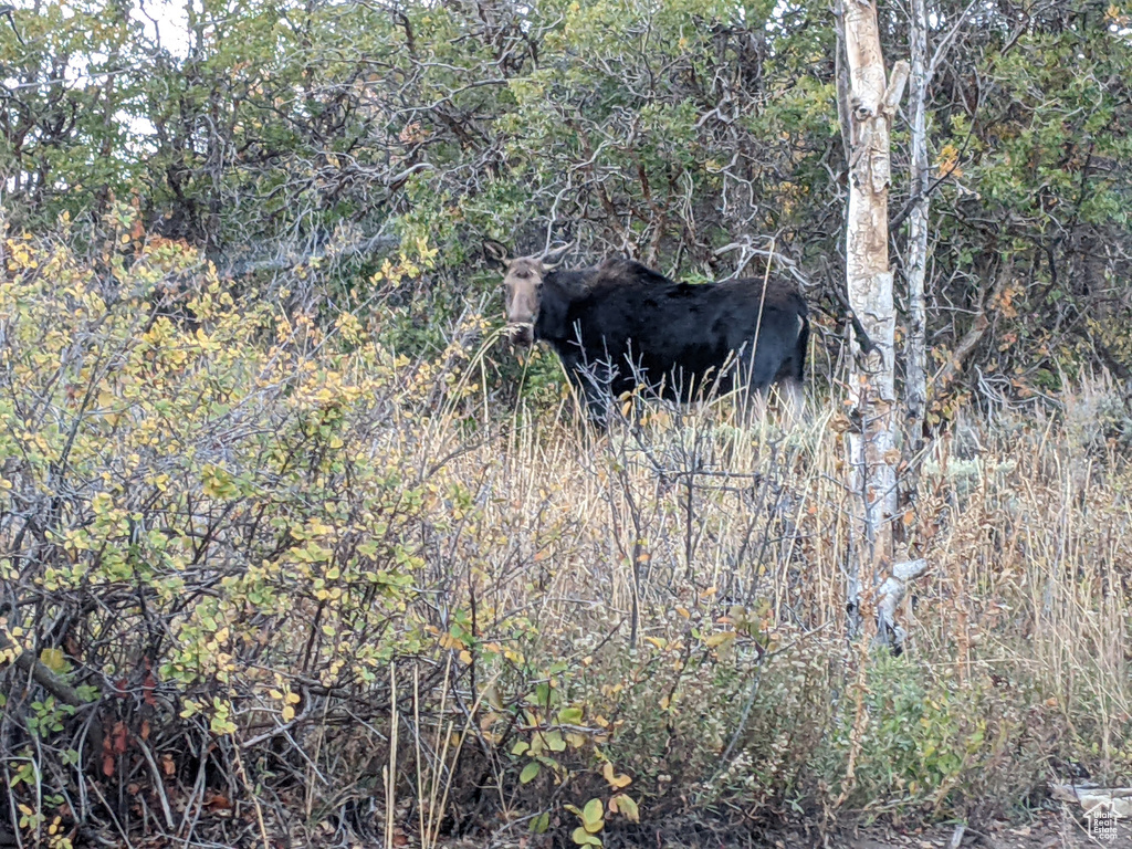 View of local wilderness